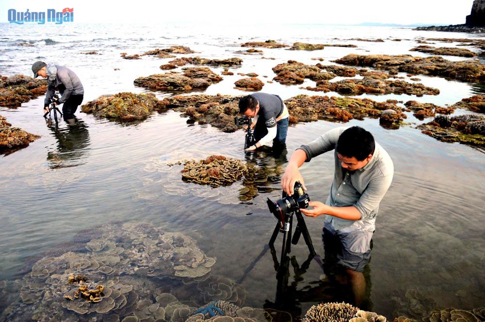 Các nhiếp ảnh gia ghi lại những cảnh đẹp ở rừng san hô. ảnh: Ngọc Viên