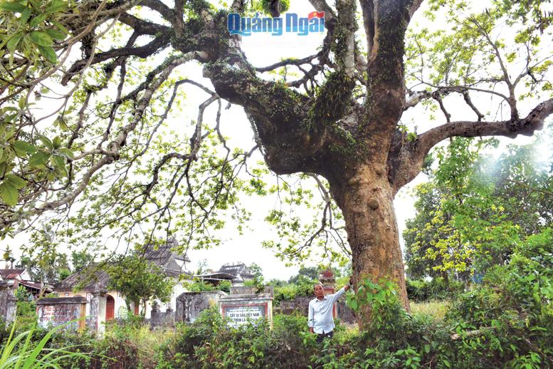 Cây Ư - bên cạnh khu di tích đã được công nhận cây Di sản Việt Nam. ẢNH: K.NGÂN